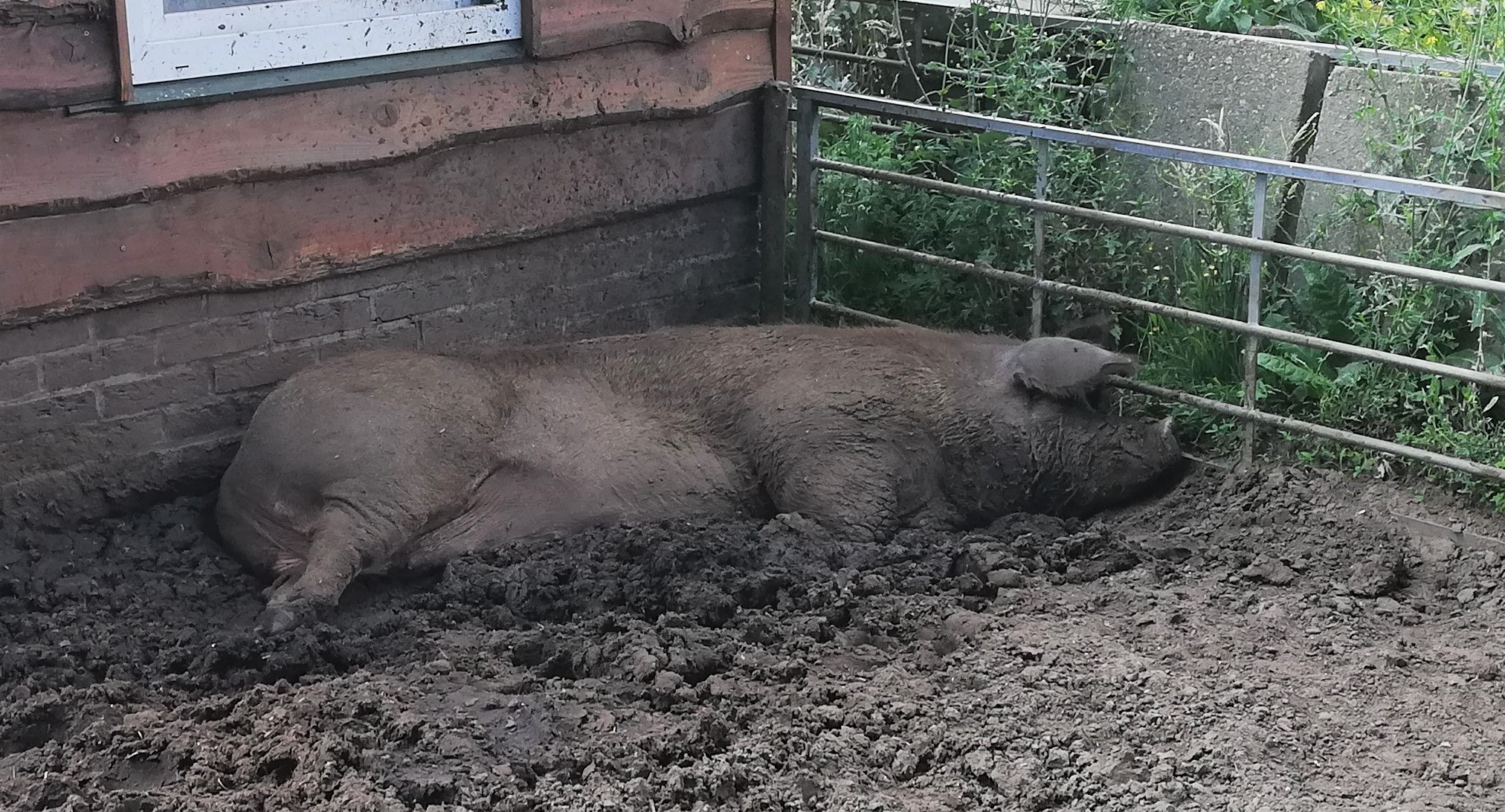 varken nr2